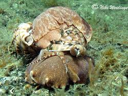 Image result for Harpachne