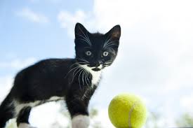 Your situation may not allow for you to keep your pet or rehome a cat on your own. Devon Barnstaple Rehoming Service Blue Cross