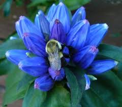 Bees are buzzing and busily moving from flower to flower. Nests For Pollinators Umn Extension