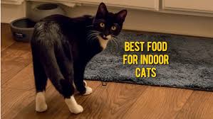 Best dry cat food overall: Best Cat Food For Indoor Cats 15 Best Indoor Cat Foods Reviews