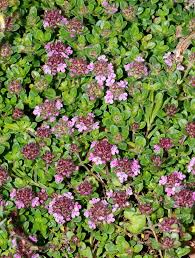 Image result for Achyrospermum ciliatum