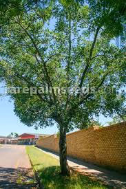 Image result for Sclerocarya birrea