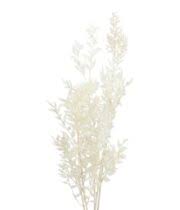 Image result for Eulalia aurea