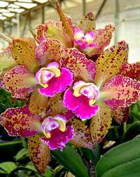 Blc Waianae Leopard Ching Hua Unusual Flowers Beautiful Flowers Orchid Flower