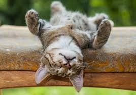 We did not find results for: When Is It The Right Time To Euthanize A Cat All About Cats