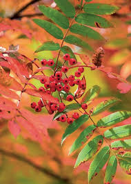 Sa floraison a lieu de mai à octobre selon. Plantez Des Haies Pour Attirer Les Oiseaux Et Les Insectes Arbuste Arbres Et Arbustes Plante