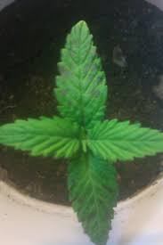 Remove the sickened leaves, make sure that the pot drains well, make sure the soil drains well but holds moisture, and reduce watering. Black Spots On Leaves Grasscity Forums The 1 Marijuana Community Online
