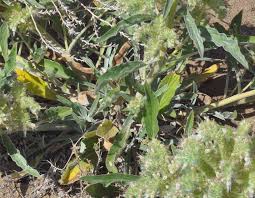 Image result for Polystachya hastata