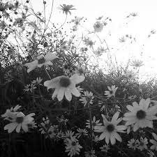 The flower helps scientists better understand the tree, confirming it's in the right genus and, based on the shape of its petals and stayman, likely pollinated by insects. Black And White Flower Field White Flowers Flower Field Bloom