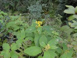 Image result for Senecio sp.no.3