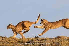 Pumas cu unam, also known as pumas dorados, pumas, or universidad is the varsity american football team representing the national autonomous university of mexico (spanish: Puma Tracking Tours Pumas Of Torres Del Paine Far South Exp