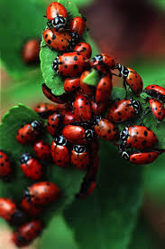 Submitted 1 year ago by cactushine. Save Your Poinsettia Revive Frost Damaged Plants Control Insects Home Garden Tucson Com