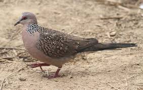 Check spelling or type a new query. Unduh 95 Gambar Burung Tekukur Terbaik Gratis