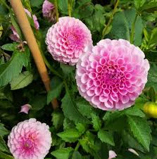 Image result for Stolzia heiligenthalii