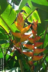 Heliconia Imbricata X Latispatha Jose Abalo Heliconia Tropical Garden Tropical Plants