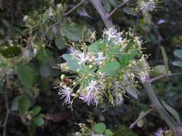 Image result for Capparis citrifolia