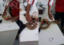 Lot 21, jalan bertam permata, taman bertam permata, kepala batas, 13200, pulau pinang. Jauh Perjalanan Ular Sawa Dikirim Dari Gopeng Ke Usm Guna Pos Laju Semasa Mstar