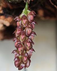 Image result for Bulbophyllum fuscum