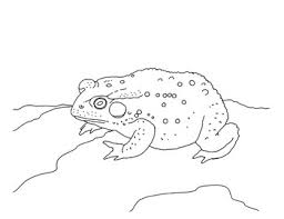 Toad coloring pages from super mario. Asian Common Toad Coloring Page By Mama Draw It Tpt