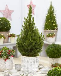 November 18, 2015 ~ 20 comments this post may contain affiliate links. Contemporary Christmas Tree With Festive Basket Large 100cm Tree Garden Plants