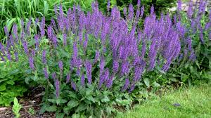 Ceaiul de salvie este din ce in ce mai cautat datorita efectelor sale terapeutice, motiv pentru care ar trebui sa nu iti lipseasca din casa. Este Bine SÄ Ètii Motivul Pentru Care Salvia Este ConsideratÄ O PlantÄ MagicÄ Publika Md Aici Sunt Ètirile