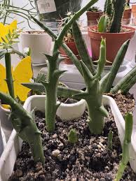 Image result for Orbea caudata