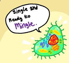 That might seem like a funny question for someone to the third common thing between plant and animal cells is a cell membrane. Biology Jokes Biologyjokes Twitter