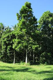 Image result for Canarium