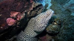 Black Spotted Moray Eel Underwater In Its Hole Amongst Coral Reef In Tulamben East Bali Moray Eel Sea Life Painting American Black Bear