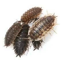 They're seeking out food, water, and a safe place to dwell, all the things your home provides. What Are Sow Bugs Anyway Poulin S Pest Control