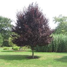 Newport Flowering Plum On Fast Growing Trees Nursery Fast Growing Trees Growing Tree Flowering Plum Tree