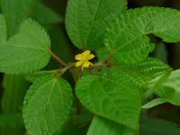 Image result for Corchorus olitorius