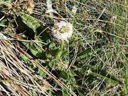 Image result for Dipsacus pinnatifidus