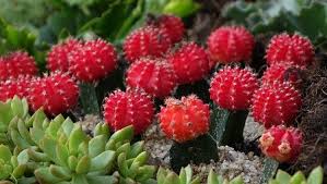 Growing cactus indoors first, keep for example in a partly shaded area for a few days before they get used to the sunlight. Best Low Light Cactus List For Indoors Terrarium Planting Guide