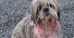 Daisy The Shih Tzu Was Attacked By A Neighbour S Dog