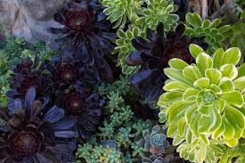 Succulents plants can be used to raise the roof on the value both indoors and outdoors. Succulents To Keep You Company During Shady Respites Altman Plants