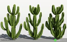 Image result for Euphorbia candelabrum