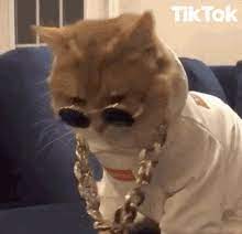 Our best sellers include our trendiest sunglasses for women. Cat Sunglasses Gifs Tenor
