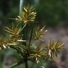 Image result for Cyperus esculentus