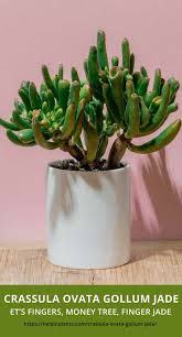 The process of developing proper habits requires you to train your fingers periodically and to be. How To Grow Crassula Ovata Gollum Jade Help In Plants