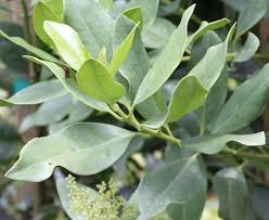 Image result for Olea capensis
