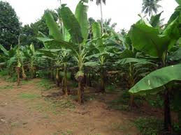 Image result for Musa paradisiaca