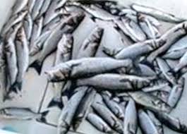 Eu policies on oceans, fisheries and aquaculture. Wolfsbarsch Vorteile Und Eigenschaften Ernahrung Und Diat 2021