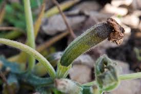 Zucchini blossom end rot treatment if the plant already shows signs of end rot in the early fruiting phase, you can probably fix it by following the above advice along with the addition of calcium in the soil. How To Identify And Control Zucchini Diseases Gardener S Path