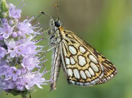 Image result for Heteropterus morpheus