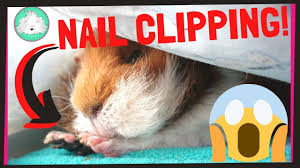 But sometimes cutting their nails can be a hard process especially when you have a guinea pig that is very skittish. How To Trim Your Guinea Pig S Nails With Ease Squeak Dreams Youtube