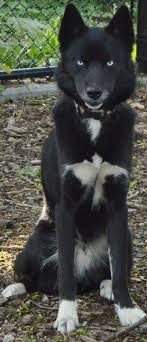 Siberian Husky Black And Blue Eyes This Is Thor He S A Mostly Black Siberian Husky With Beautiful Blue Eyes Black Siberian Husky Husky With Blue Eyes Siberian Husky Blue Eyes