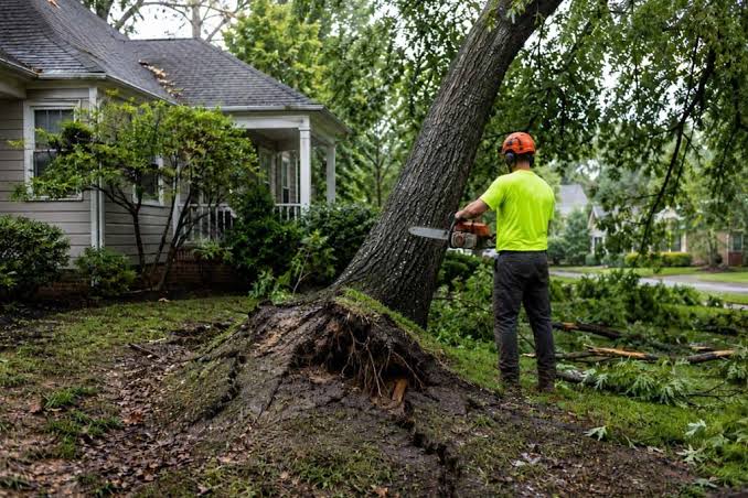 Essential Tree Care Tips: Keeping Your Trees Healthy and Beautiful