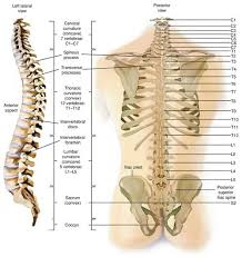 rear view of spine with every level from the neck down to