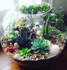 26 Frische Terrarium Ideen Einfach Hervorragend In 2020 Pflanzen Pflanzideen Sukkulenten